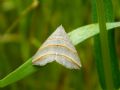 Colobochyla salicalis